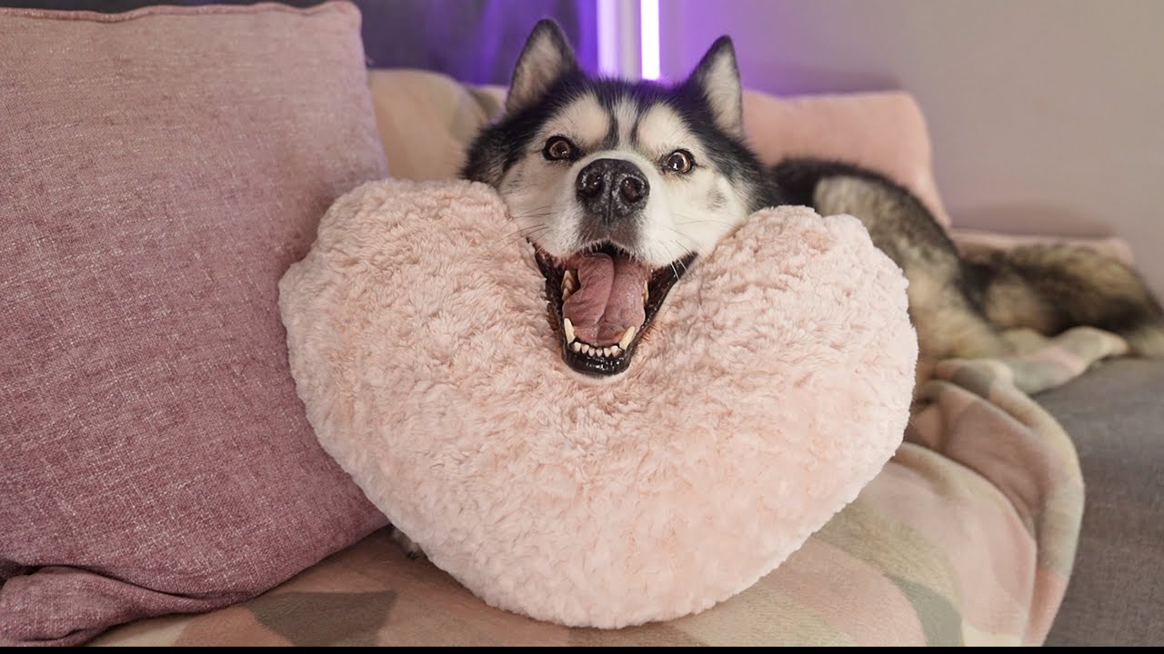 Husky Chats About His Girlfriends! He’s Embarrassed!