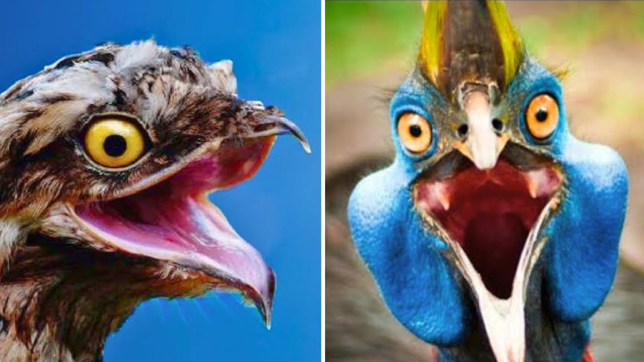 20 BIRDS WITH STRANGE CALLS AND SOUNDS THAT WILL SURPRISE YOU!