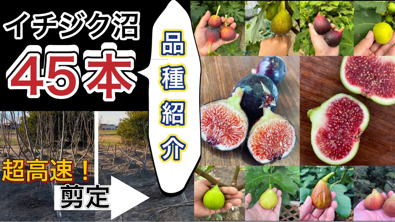 【イチジク沼】45本を地植えした1年後の姿！強剪定しながら品種紹介。超美味しい最高のイチジクを探す旅へ。