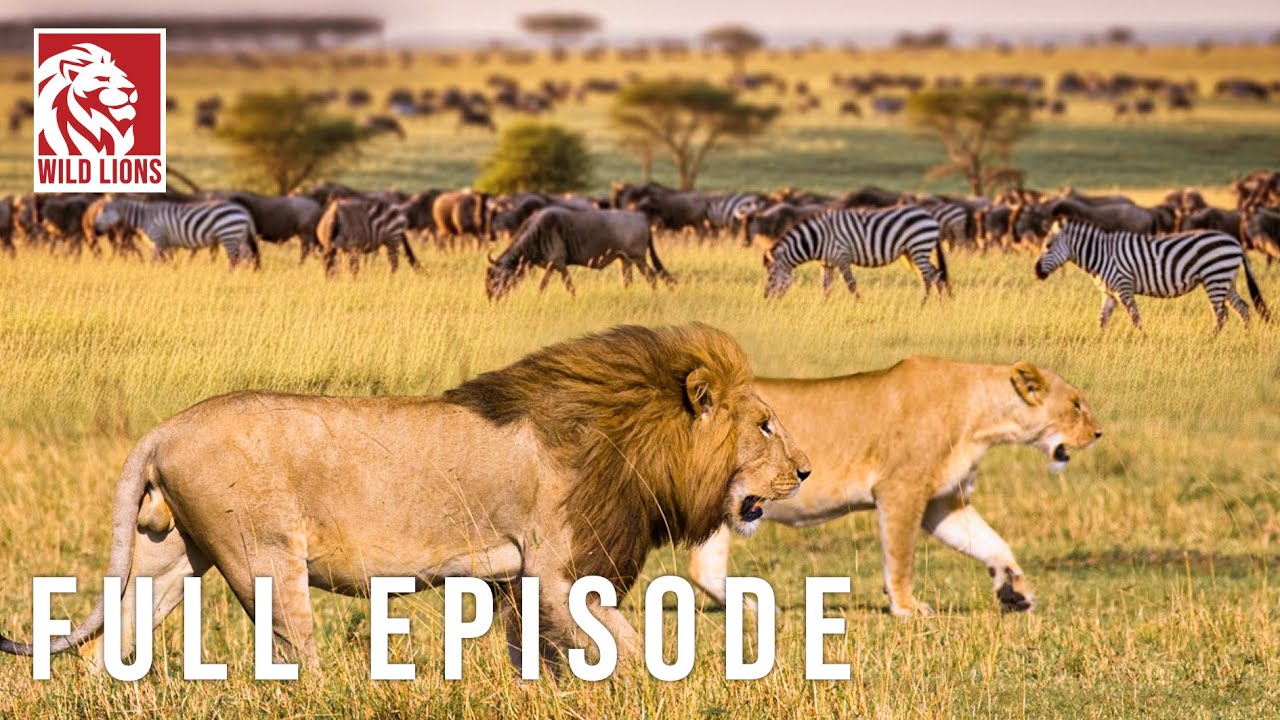 WILD SAVANNAH | Survival Stories from the Heart of Africa | Nature animal documentary