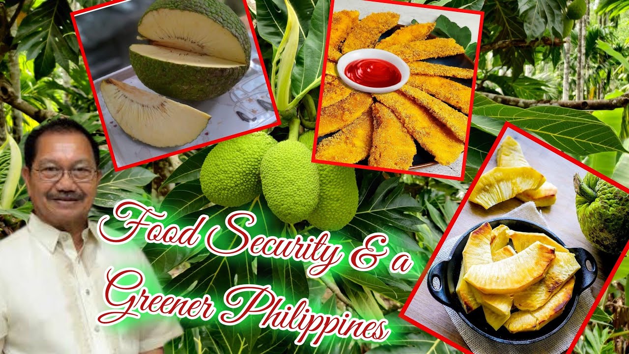 Breadfruit Propagation | Super Food | Food Security and a Greener Philippines