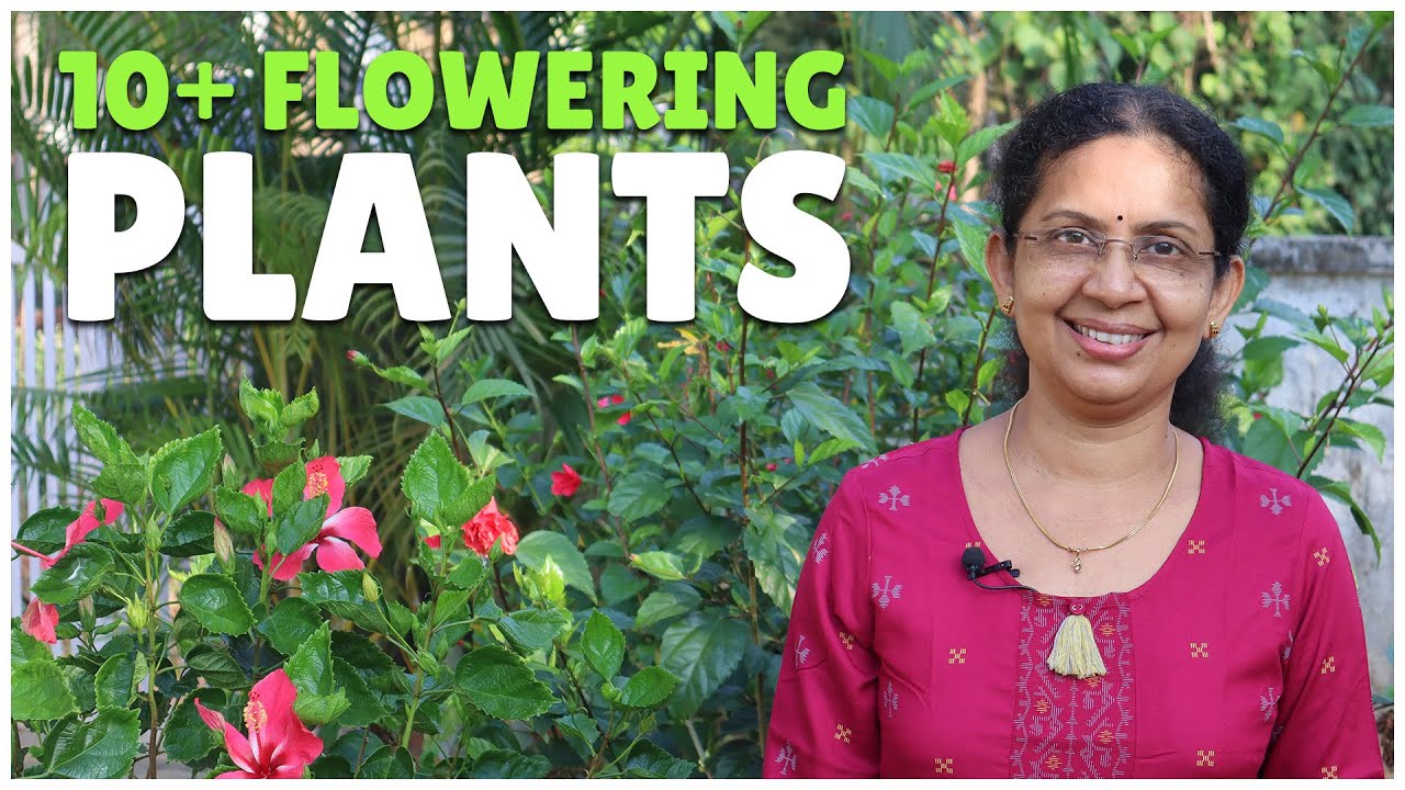 10+ Flowering Plants to Make Your Garden Look Beautiful | Outdoor Plants