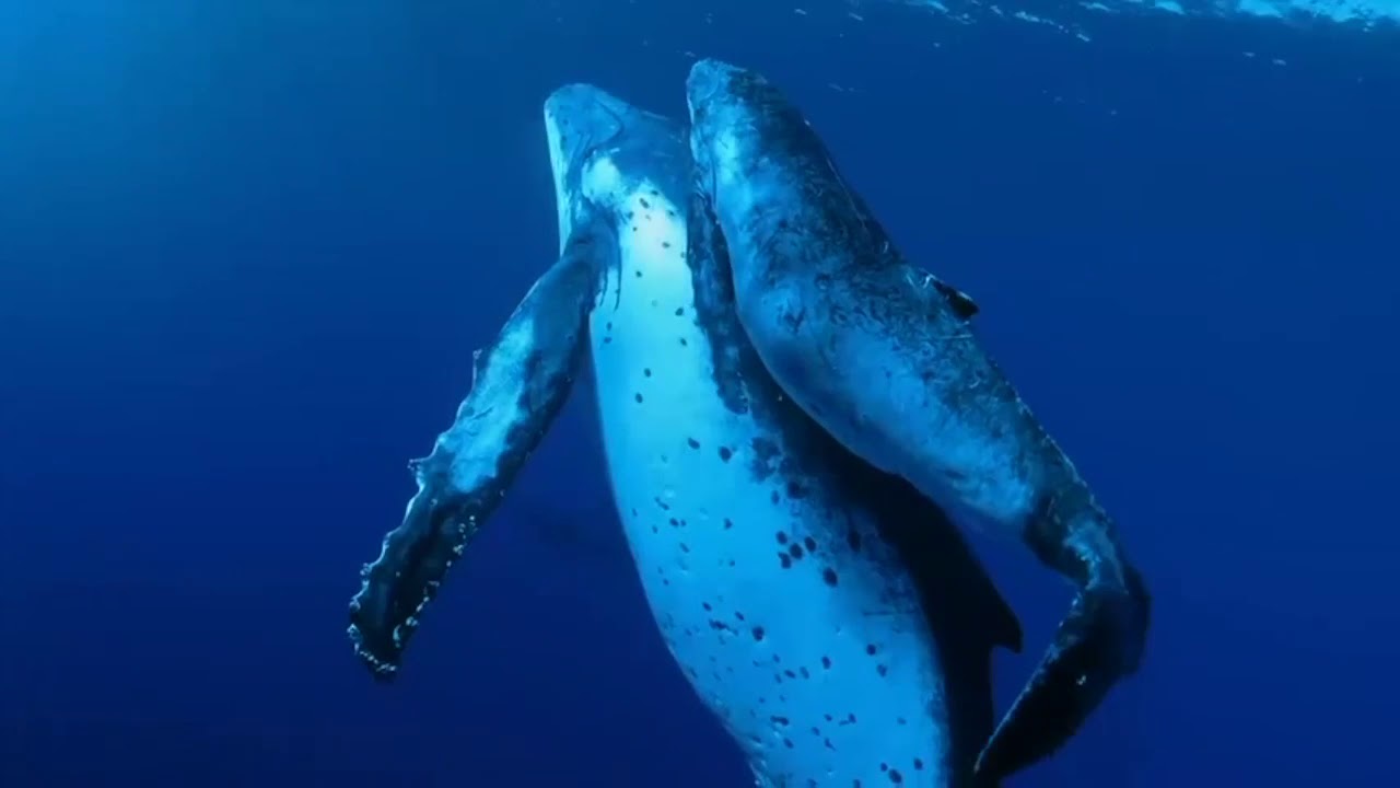 The Way of the Whale