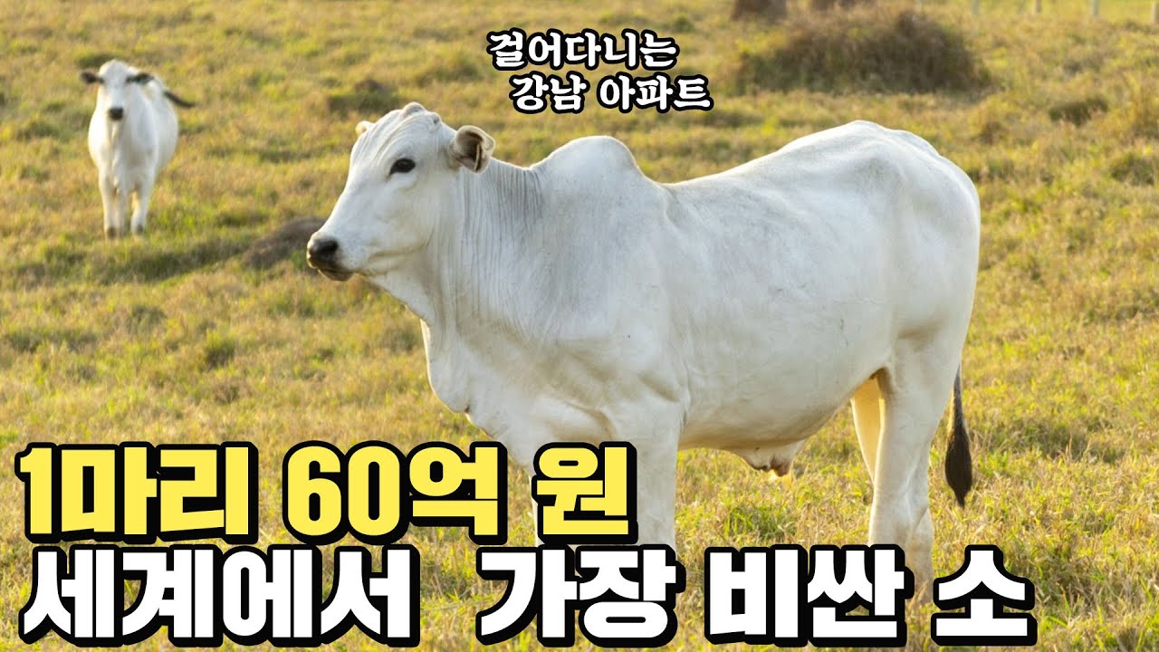 소 1마리 60억원, 왜 이렇게 비싼가