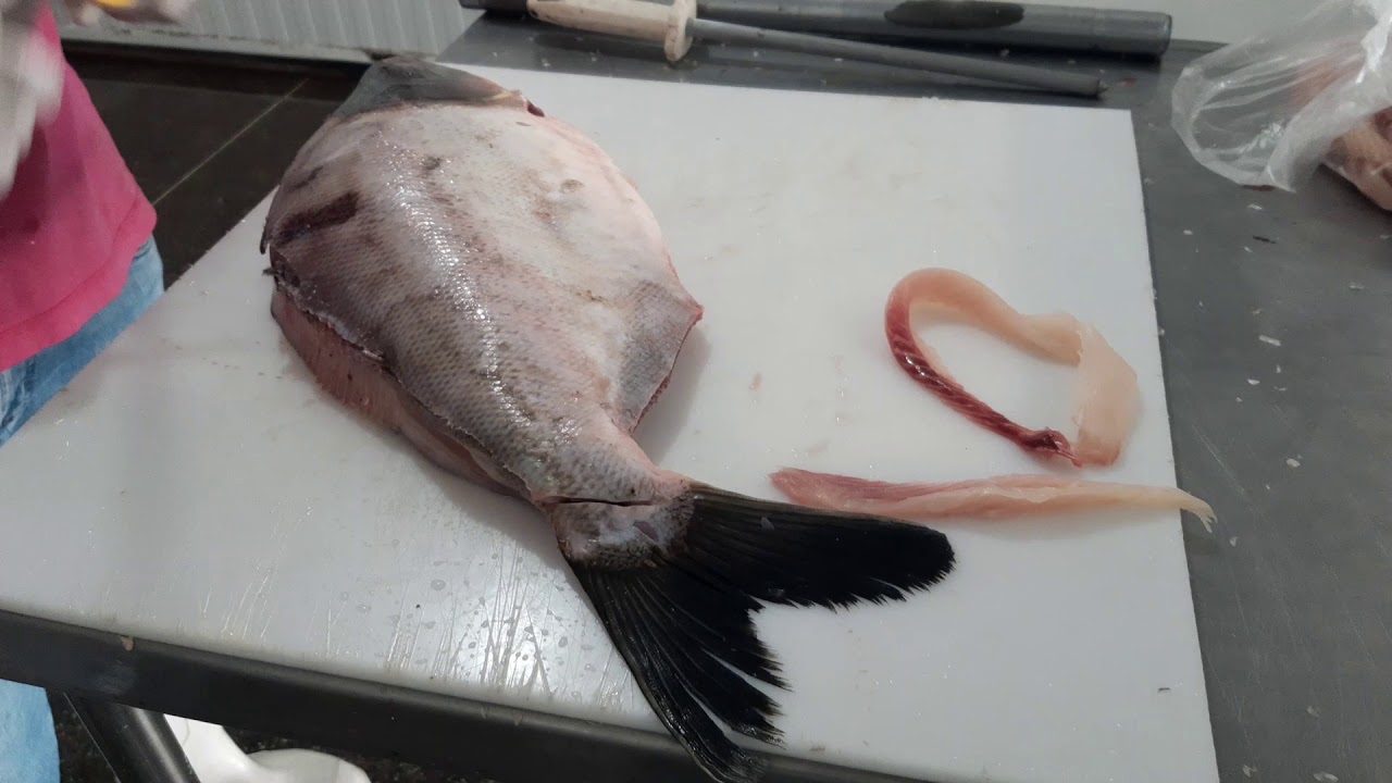 Tambatinga-3 kg