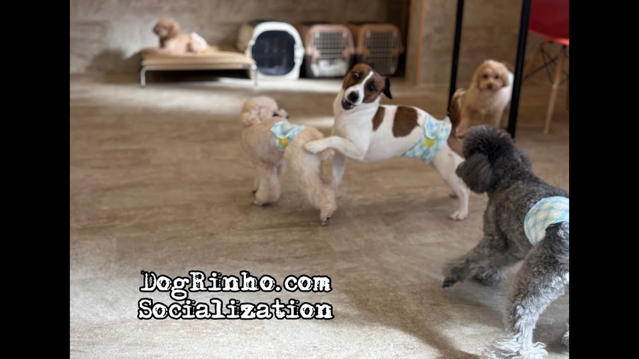 Dog daycare in Japan DogRinho 犬の保育園　20260115