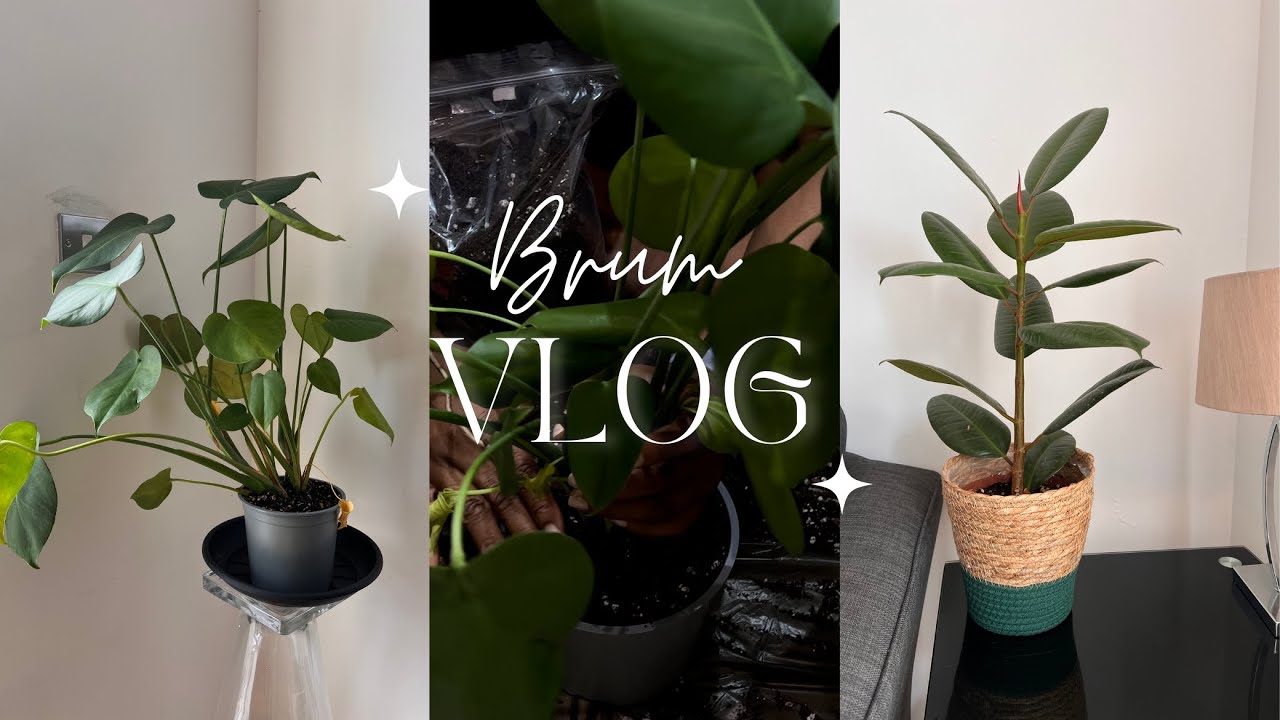 Brum Vlog: How I repot and water my plants | Adding plant food and this happened!!! | LifeWithScenti