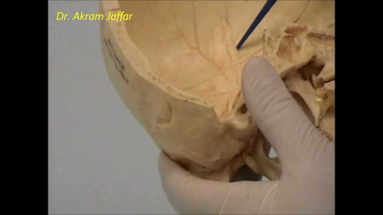 Osteology of the skull: 1 Introduction