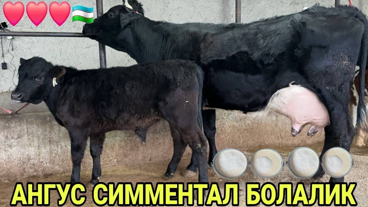 АКМАЛ АКАДАН 3 БОШЛИ АНГУС СИММЕНТАЛ БОЛАЛИК СИГИРЛАР СОТИЛАДИ SOTILADIGON SIGIRLAR 30 января 2026 г