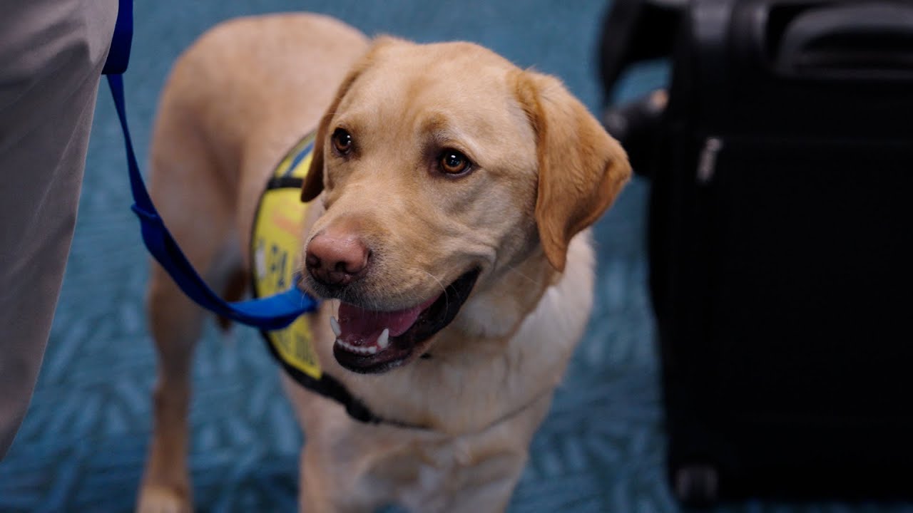 PADS Dogs Tour at YVR