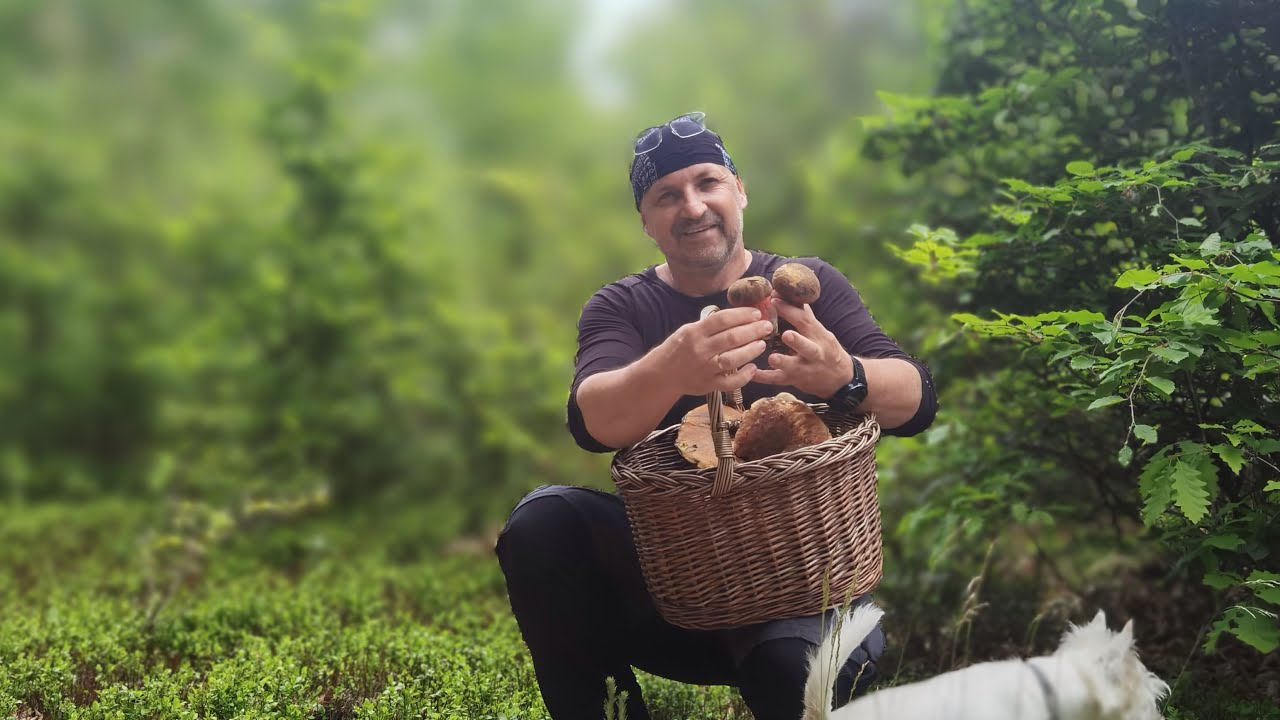 Pełen kosz borowików w Borach Tucholskich! 🍄 A do tego… pierwsze kurki – 7 czerwca magia lasu trwa!