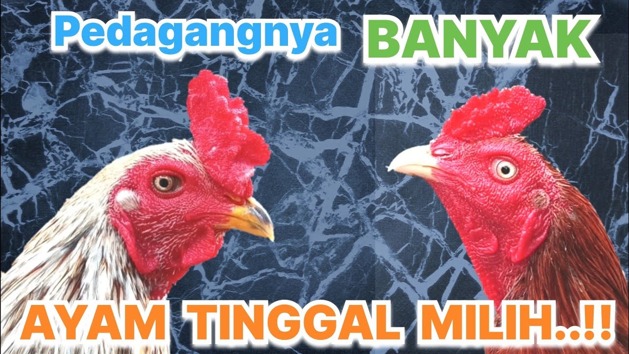 INILAH SURGANYA PENGHOBBY AYAM karena dipasar ini banyak sekali pedagang ayamnya