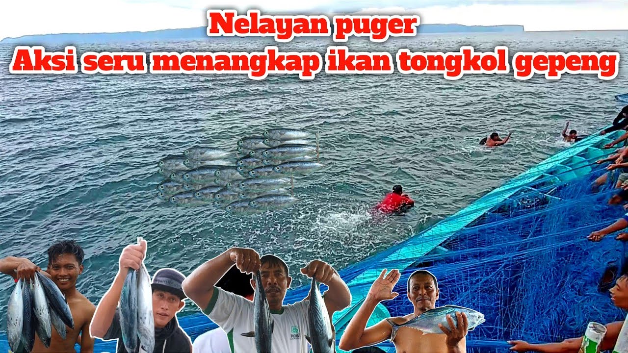 nelayan puger ll aksi seru menangkap ikan tongkol gepeng
