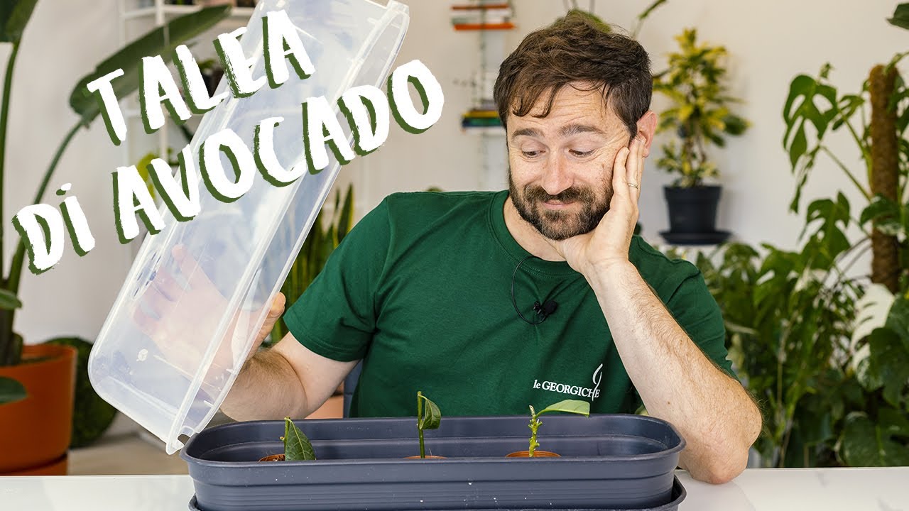 Talea di Avocado?? Ecco come farla! 😍
