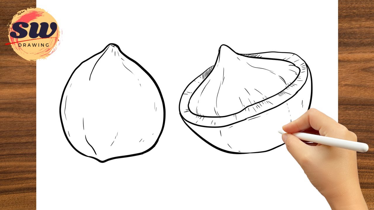 How to Draw Macadamia Nuts