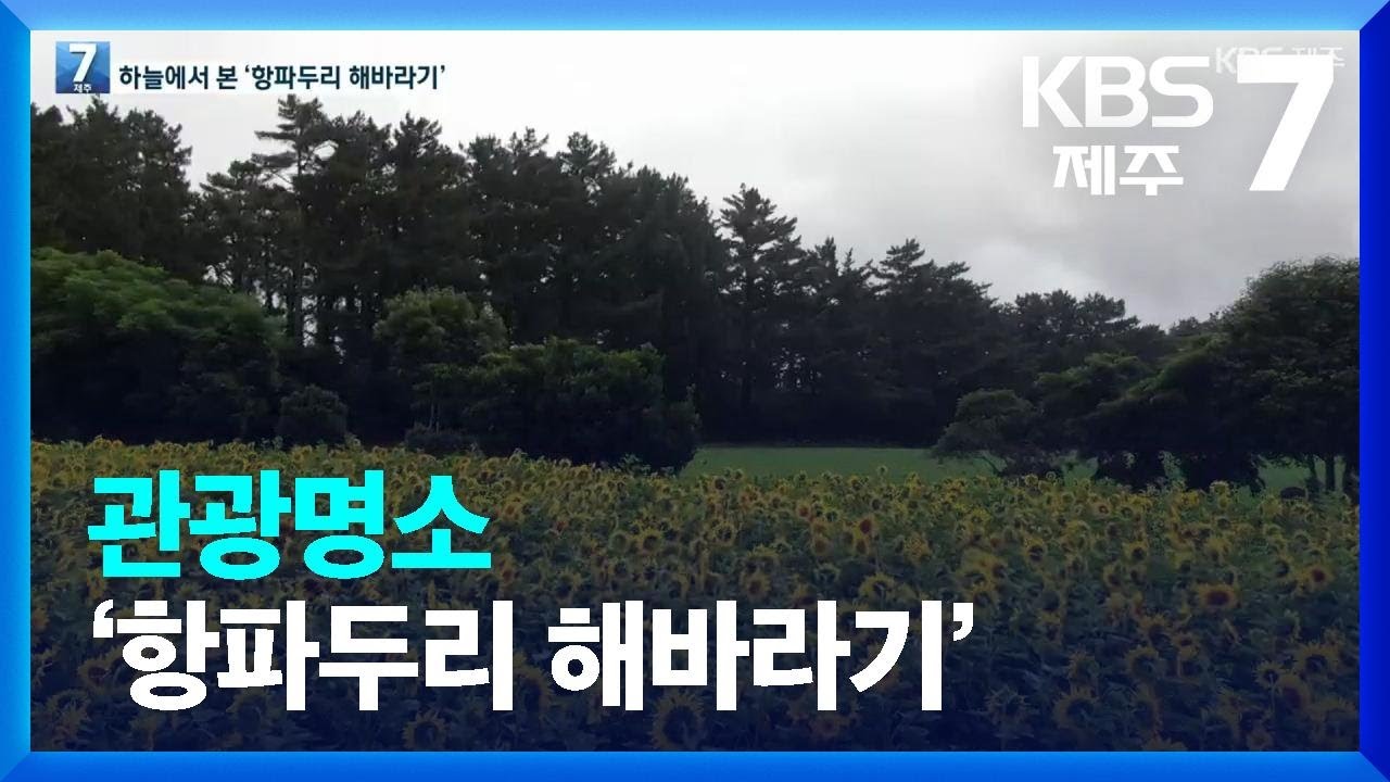 [하늘에서 본 제주] 제주 관광명소 ‘항파두리 해바라기’ / KBS  2022.07.11.