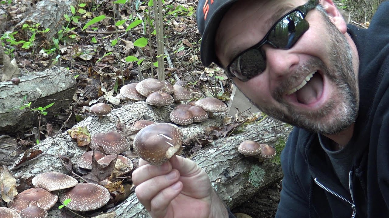 Growing Shiitake Mushrooms at Home