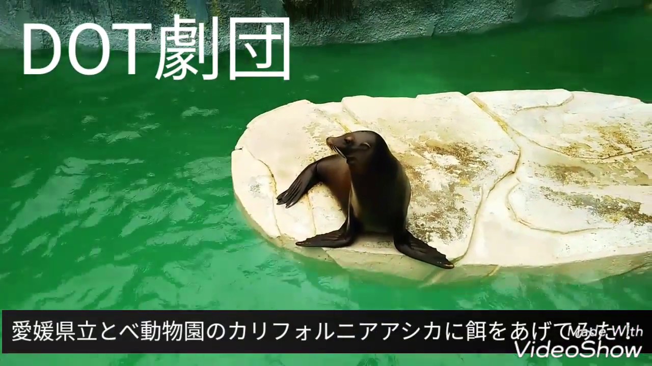 愛媛県立とべ動物園のカリフォルニアアシカに餌をあげてみた！