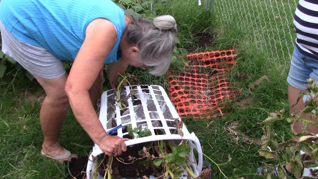 Container Gardening|| She Grows Potatoes In Laundry Baskets!