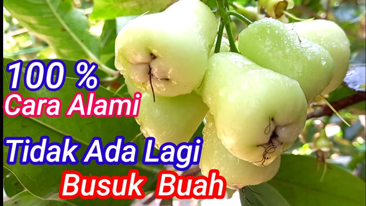 Cara Merawat Jambu Agar Tidak Busuk