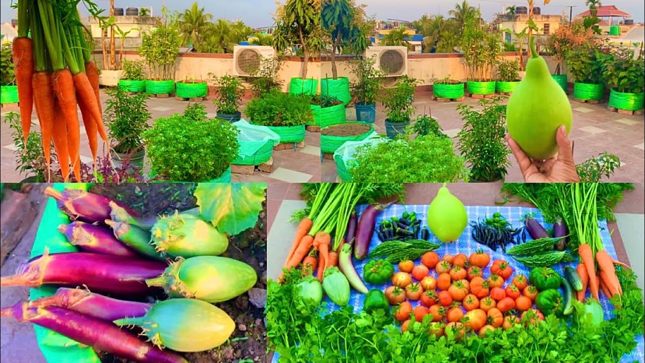 Huge Harvesting From My Rooftop Organic Vegetable Garden // Harvesting Organic Vegetables