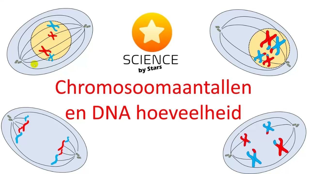 Chromosoomaantal en DNA - hoeveelheid bij de celdeling