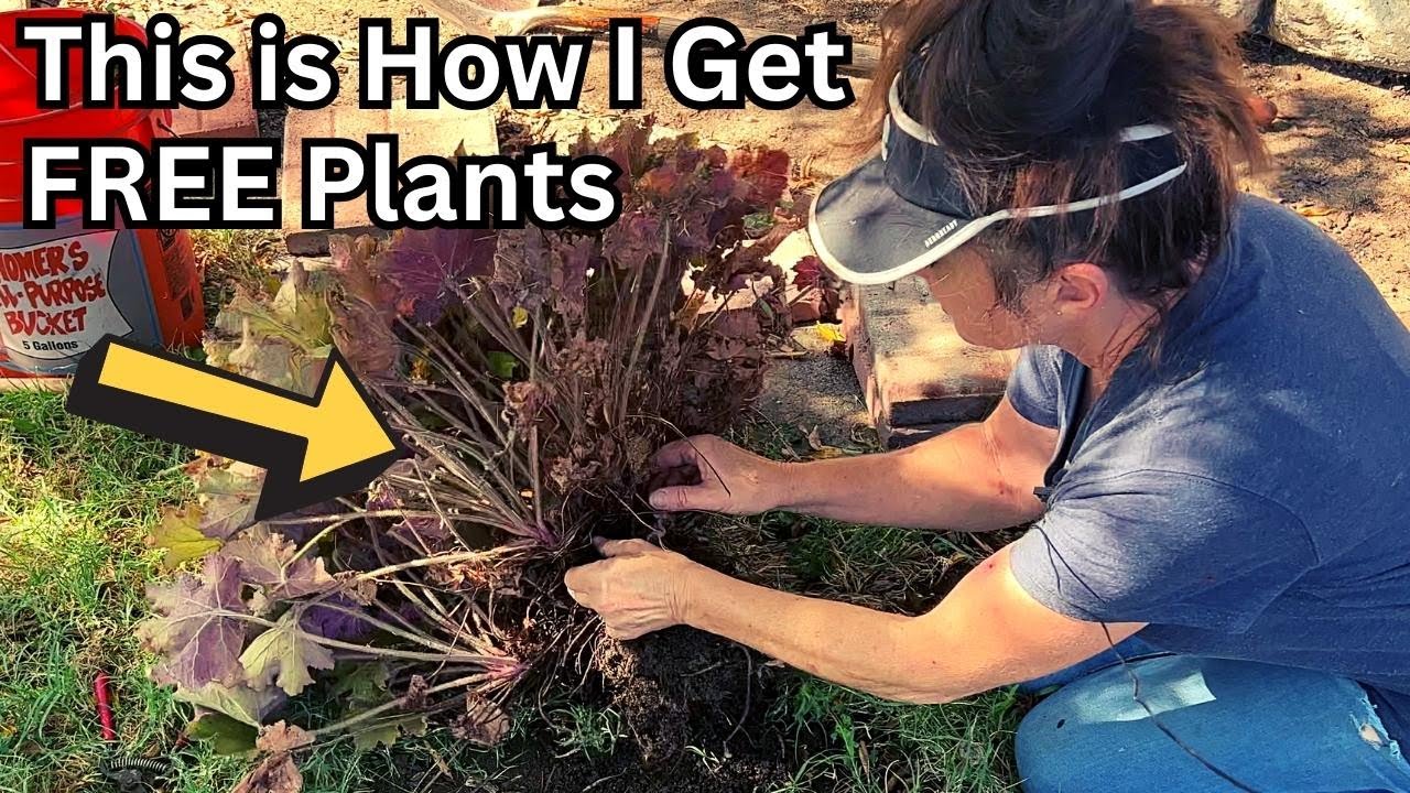 How to Divide Heuchera (Coral Bells) 🌸 Hooray, Free Plants!!!