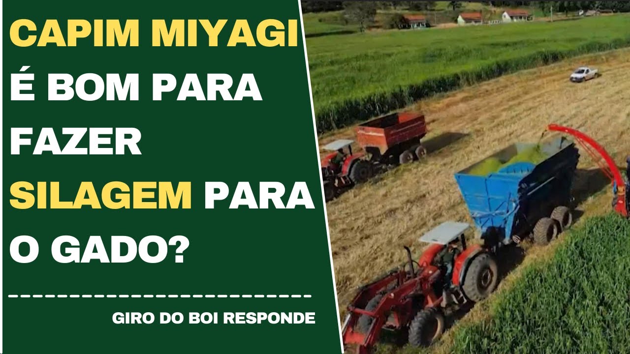 CAPIM MIYAGI &Eacute; BOM PARA FAZER SILAGEM PARA O GADO?