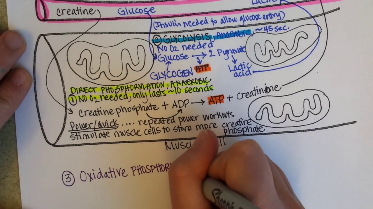 How Muscles Produce ATP - creatine phosphate, glycolysis, fermentation, aerobic cellular respiration