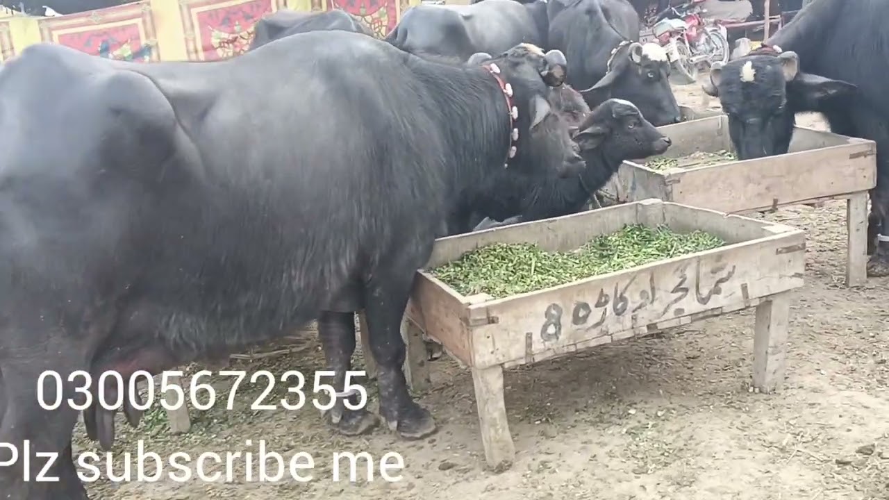 عارف والا منڈی کی تازہ ترین صورتحال گجر ٹی وی عارف والا ،،14 January 2024