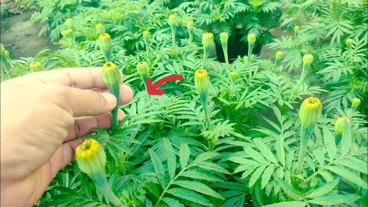 chia sẻ cách thúc phân hoa vạn thọ khắc phục nở trễ nở sớm