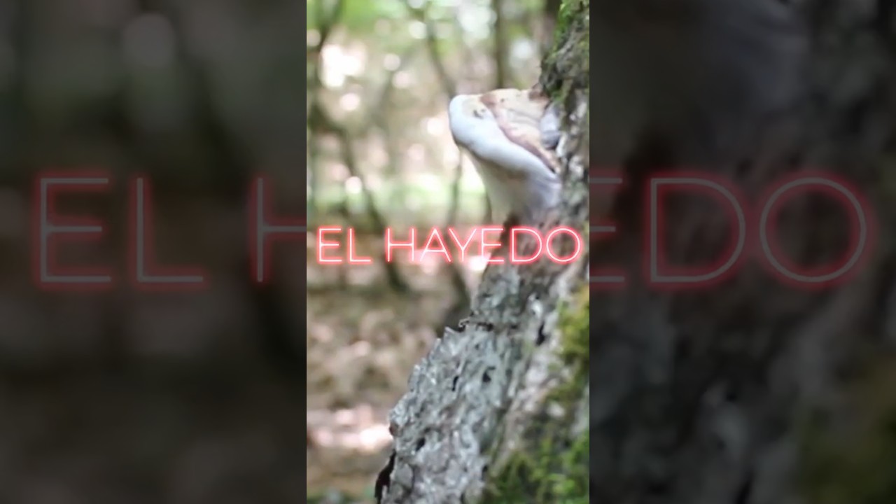 Pepe López - El hayedo Short adelanto nuevo álbum