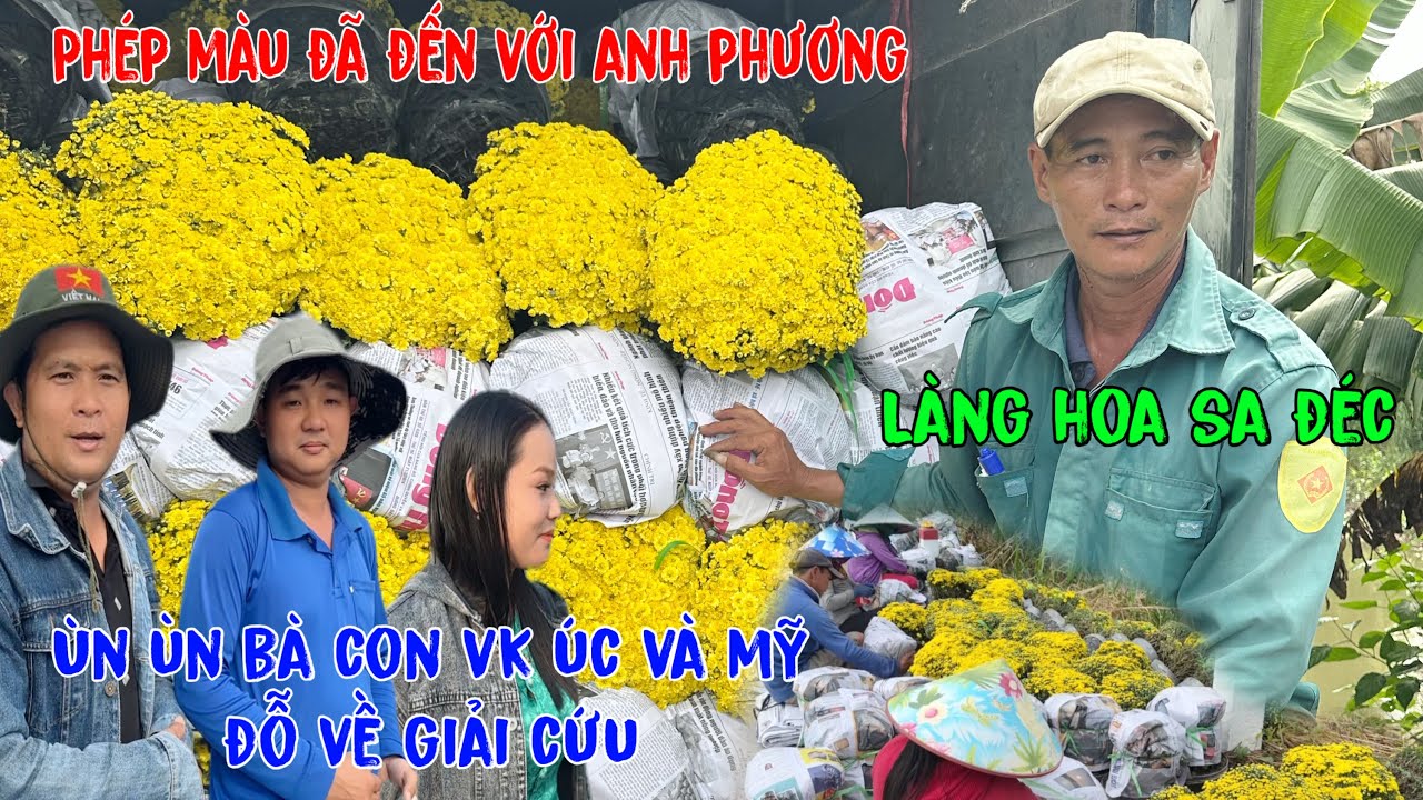 Ùn ùn bà con Việt Kiều đổ về giải cứu 4.000 chậu cúc mâm xôi Anh Phương tại sa đéc tặng chùa.