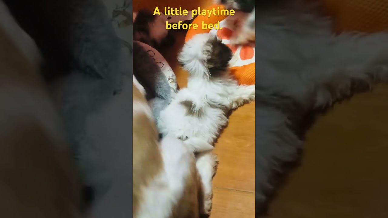 A little playtime before bed.