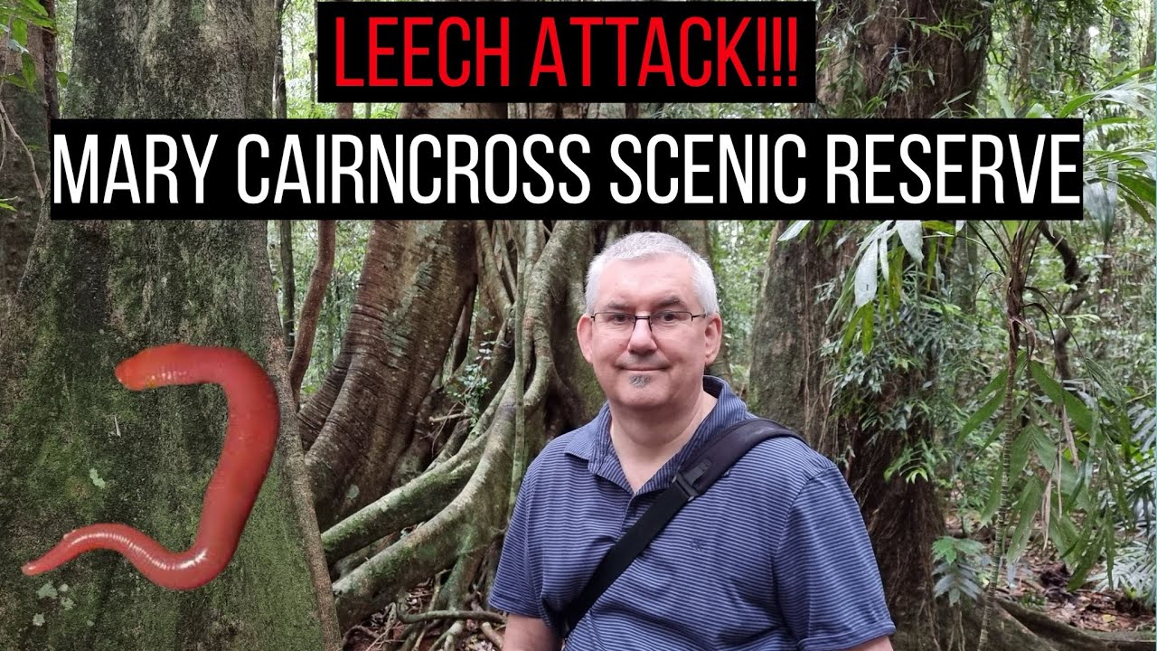 Discover The Beauty Of Mary Cairncross Scenic Reserve In Queensland's Sunshine coast