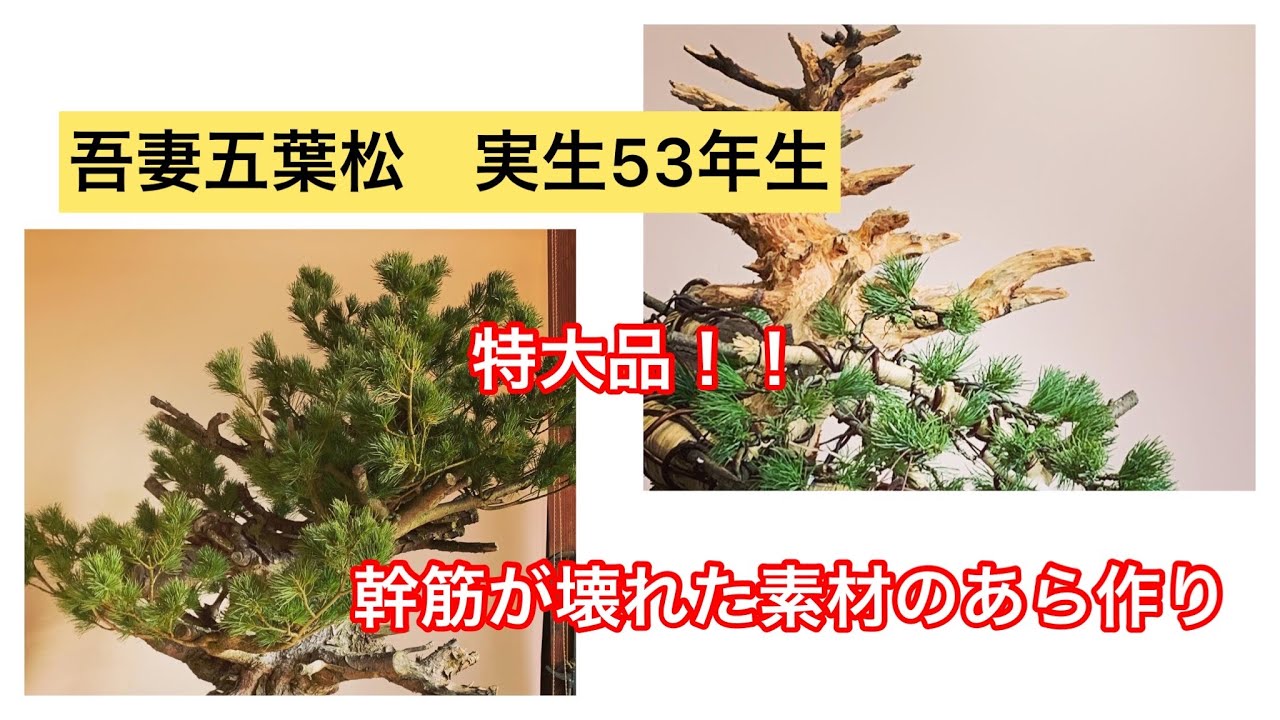 盆栽　五葉松　針金かけ　太い幹の素材　あら作り