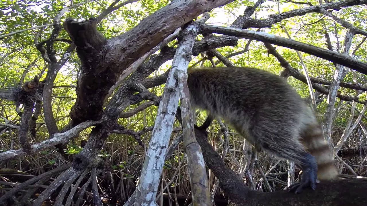 GoPro Best of Florida 2014
