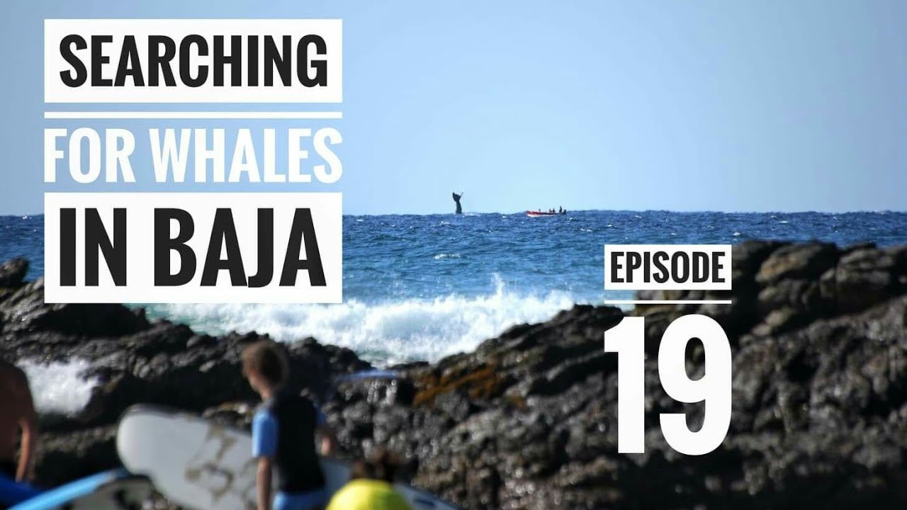 Ep#19: searching for whales in Baja - vanlife family in Mexico