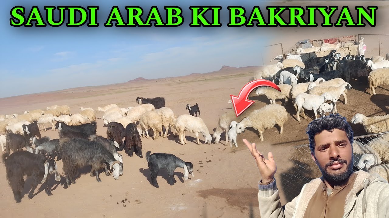 Bakriyon Ne Aaj Hijrat ki 10 kilometer 😱 Saudi Arabia Vlogs Pardesi Bhai Vlogs 