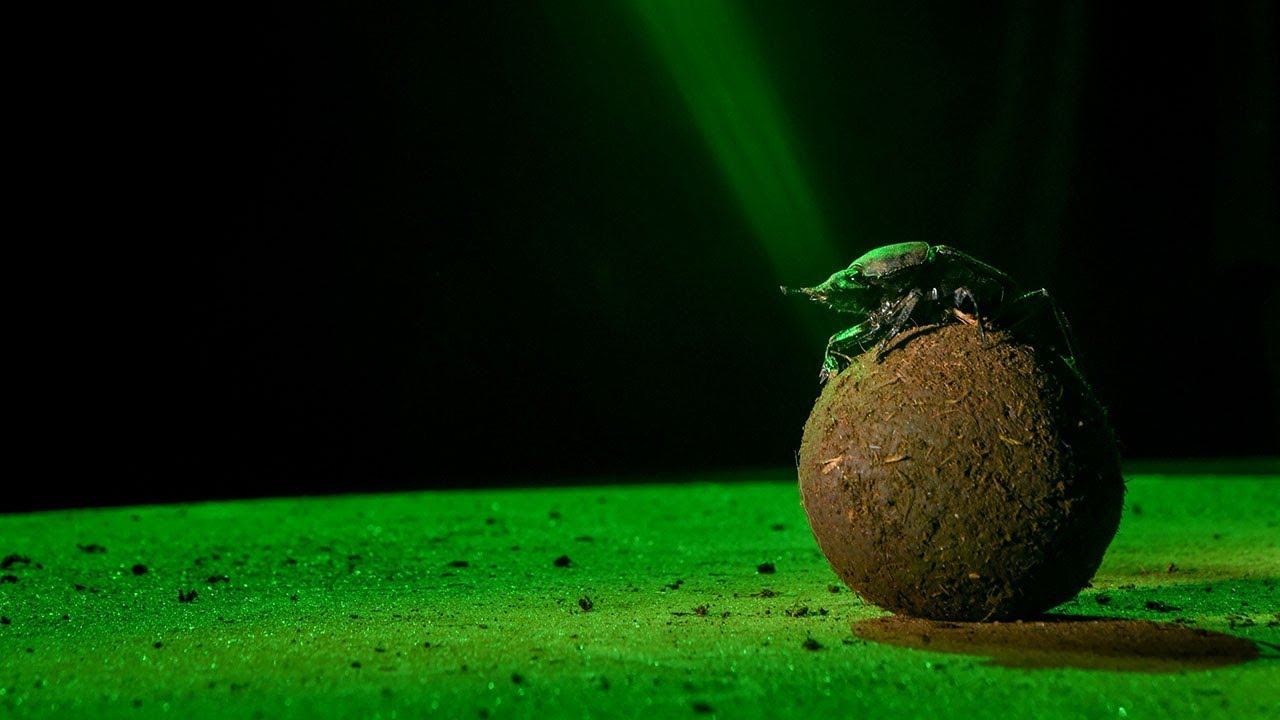 Dung beetles get wind