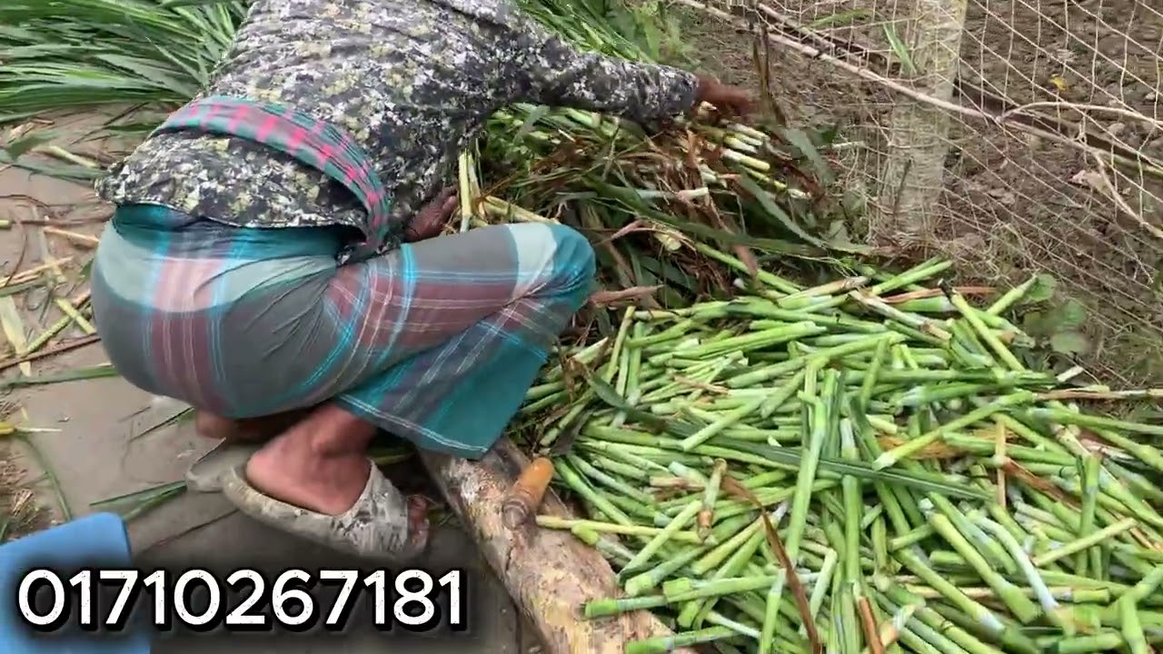 তাইওয়ান হাইব্রিড ঘাস একবার রোপন করলে সারা বছর কেটে খাওয়াতে পারবেন। গরুর জন্য উপকারি একটি ঘাস