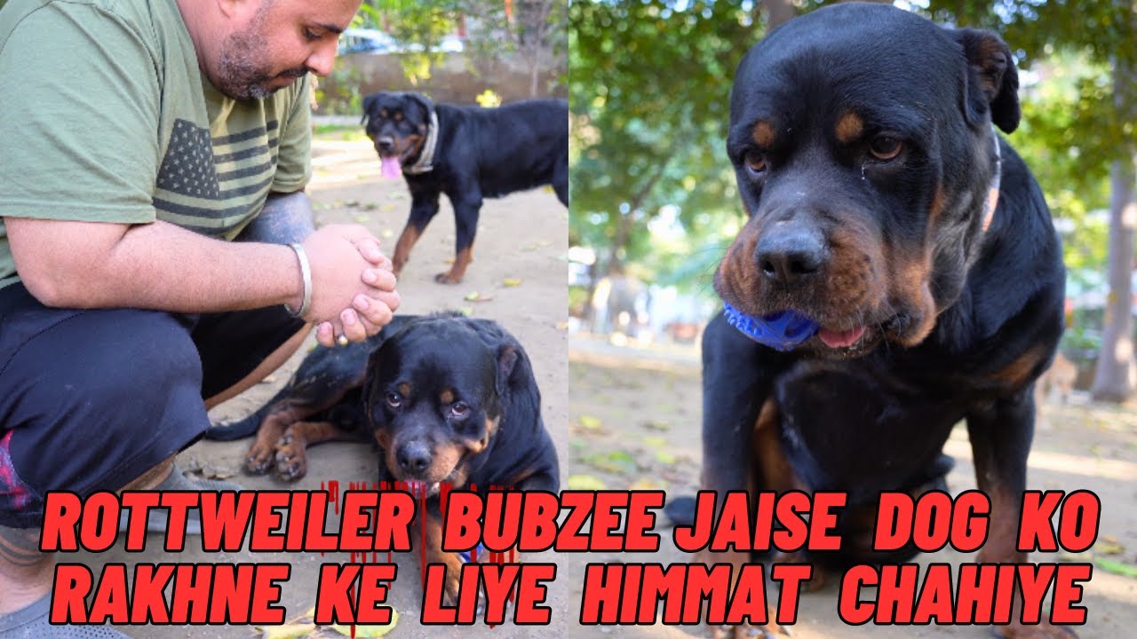 Rottweiler Bubzee Jaisa Dog Har Koi Nahi Paal Sakta: Bubzee Ko Rakhne Ke Liye Bohot Himmat Chahiye