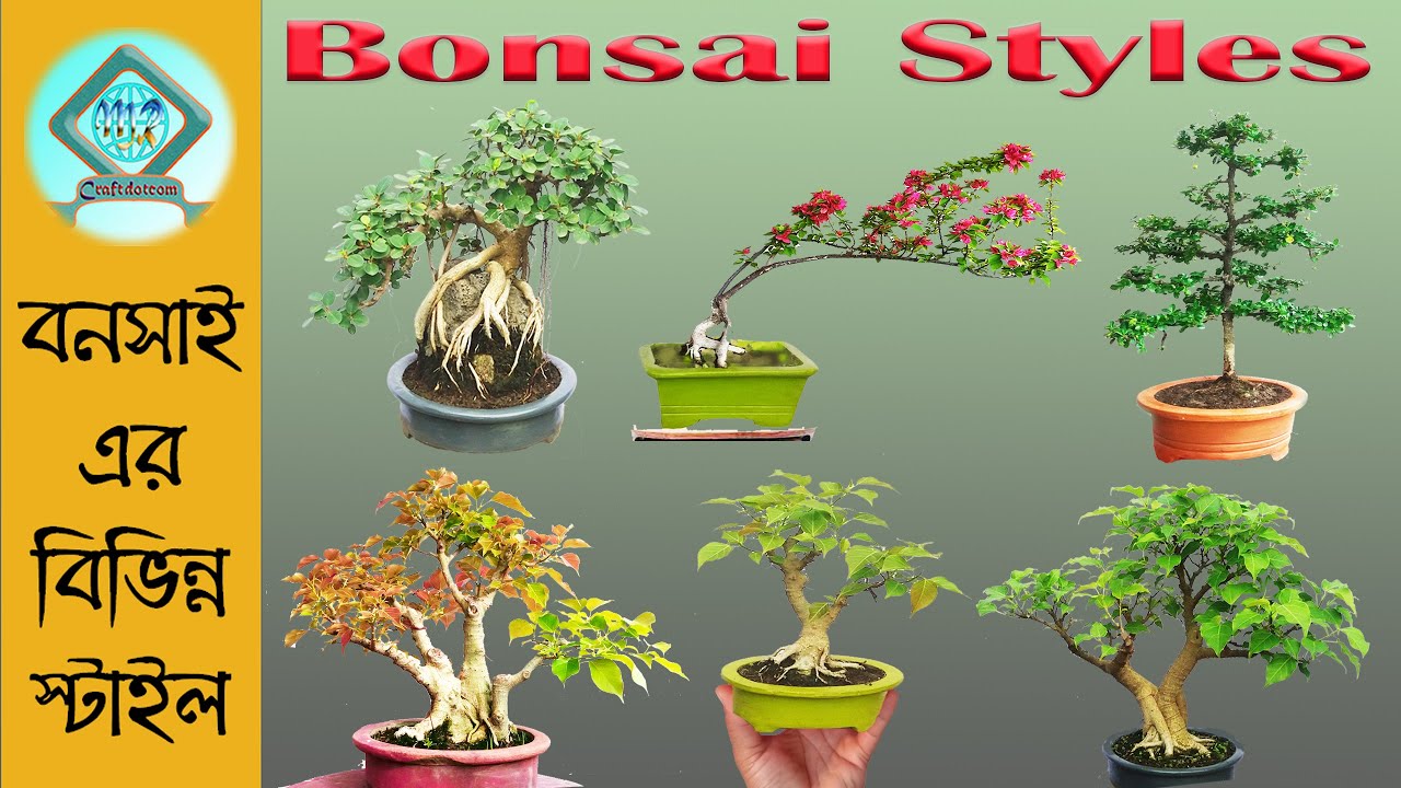 Part-2 | Bonsai Style | বনসাই স্টাইল | Style of Bonsai | Different Styles of Bonsai