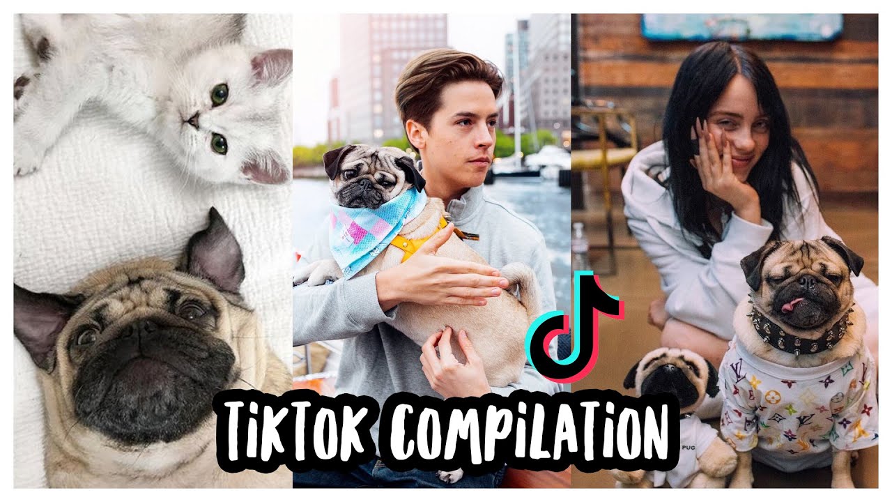 Лучшие TikTok от Doug The Pug — подборка