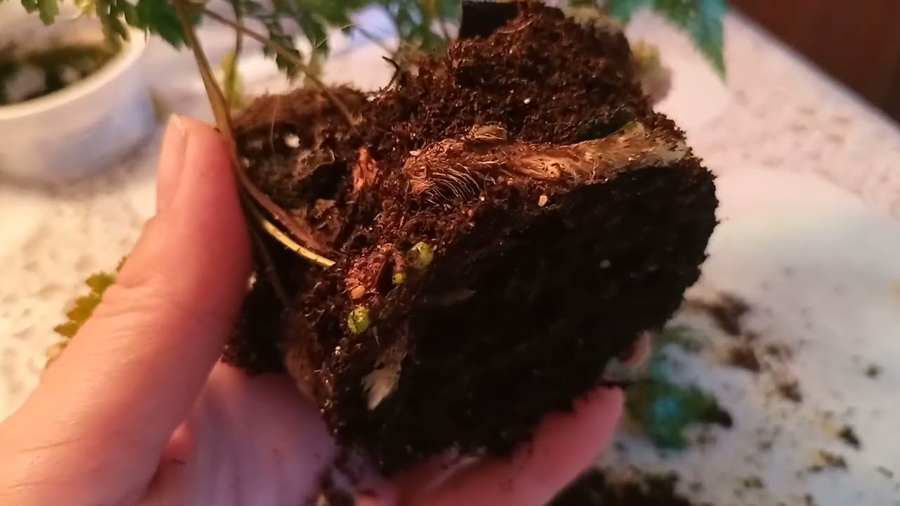 Даваллия хумата. Детка выращенная из корешка.Пересадка🌱