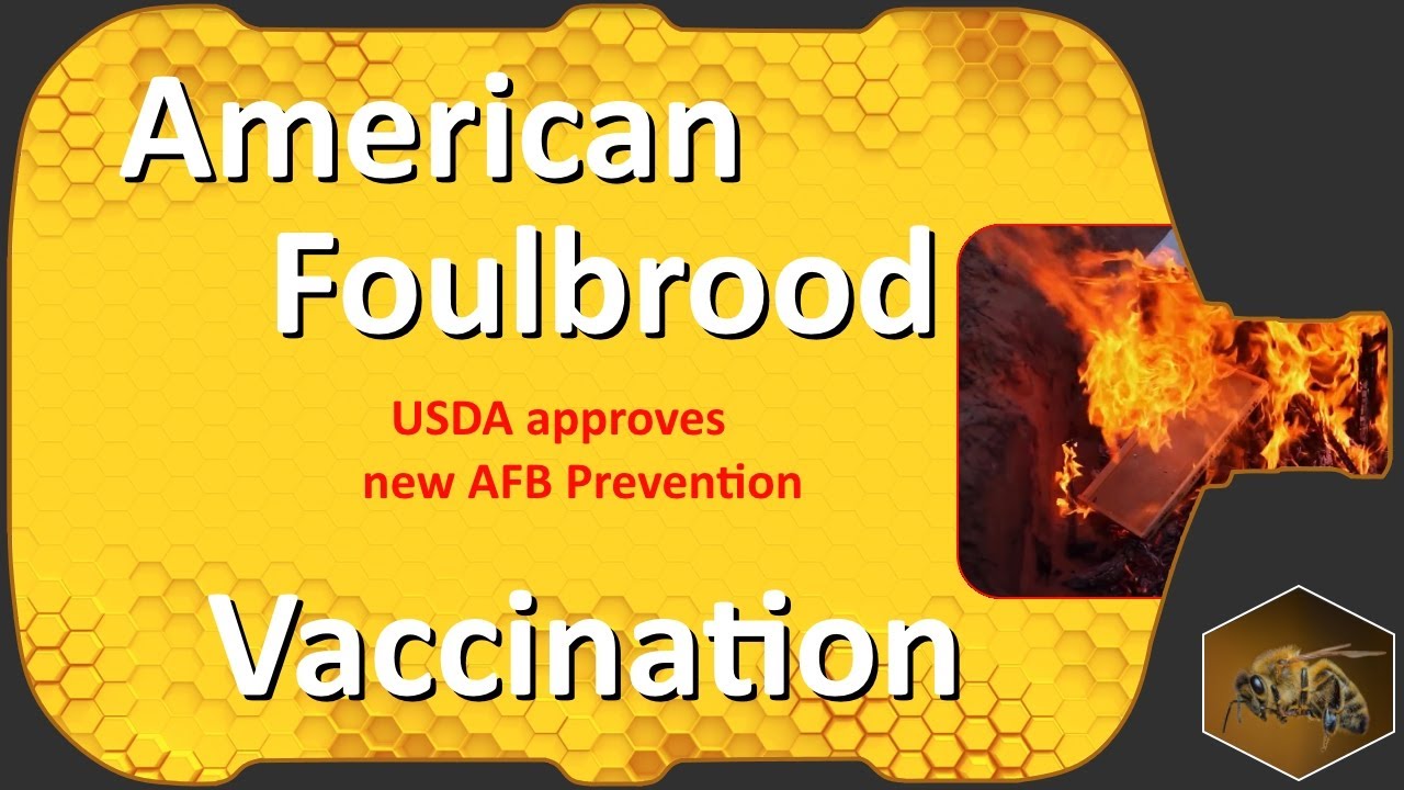 Bee Vaccine American Foulbrood | USDA Conditional Approval