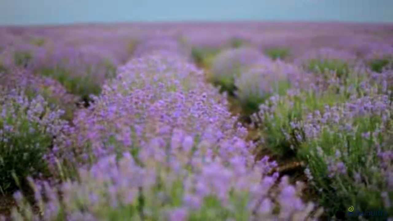 BainUltra | AROMATHERAPY