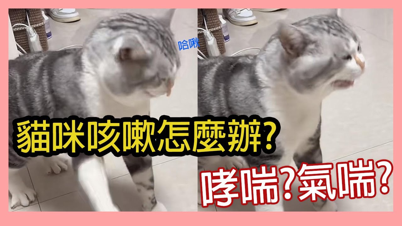 [寵物醫療]貓咪咳嗽怎麼預防與治療?貓哮喘和咳嗽的差異?