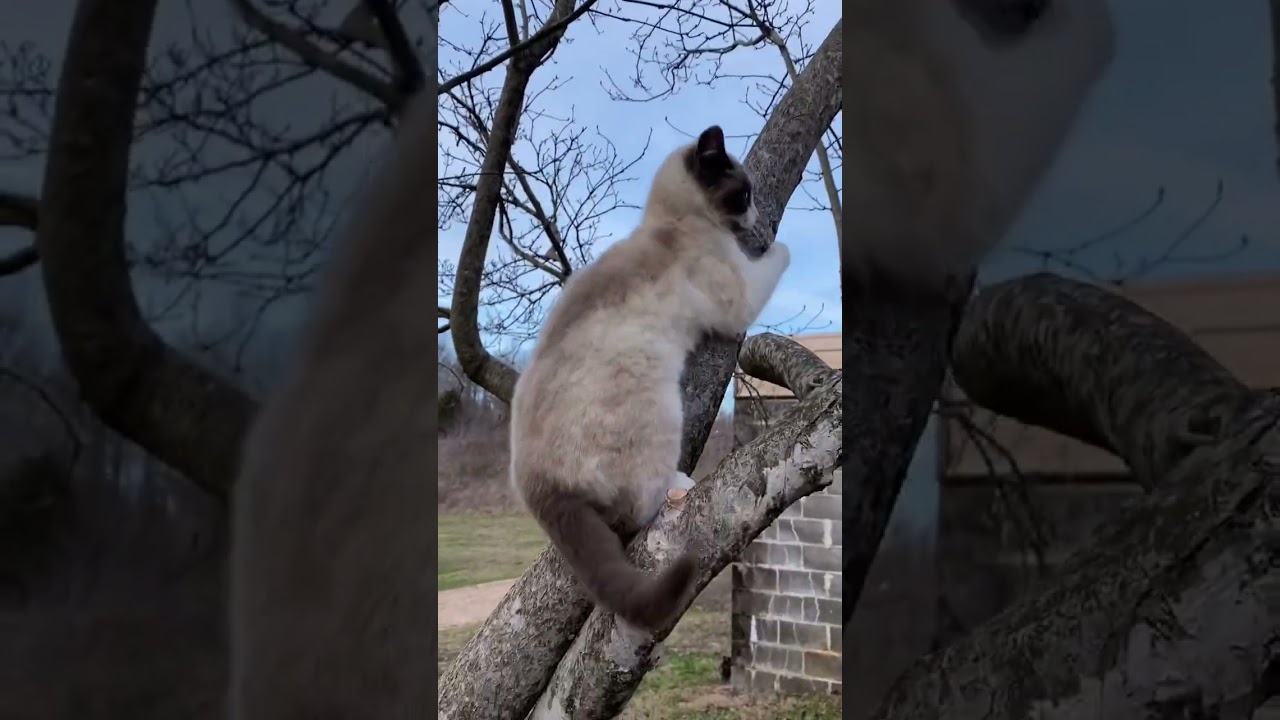 Cat climbing down tree