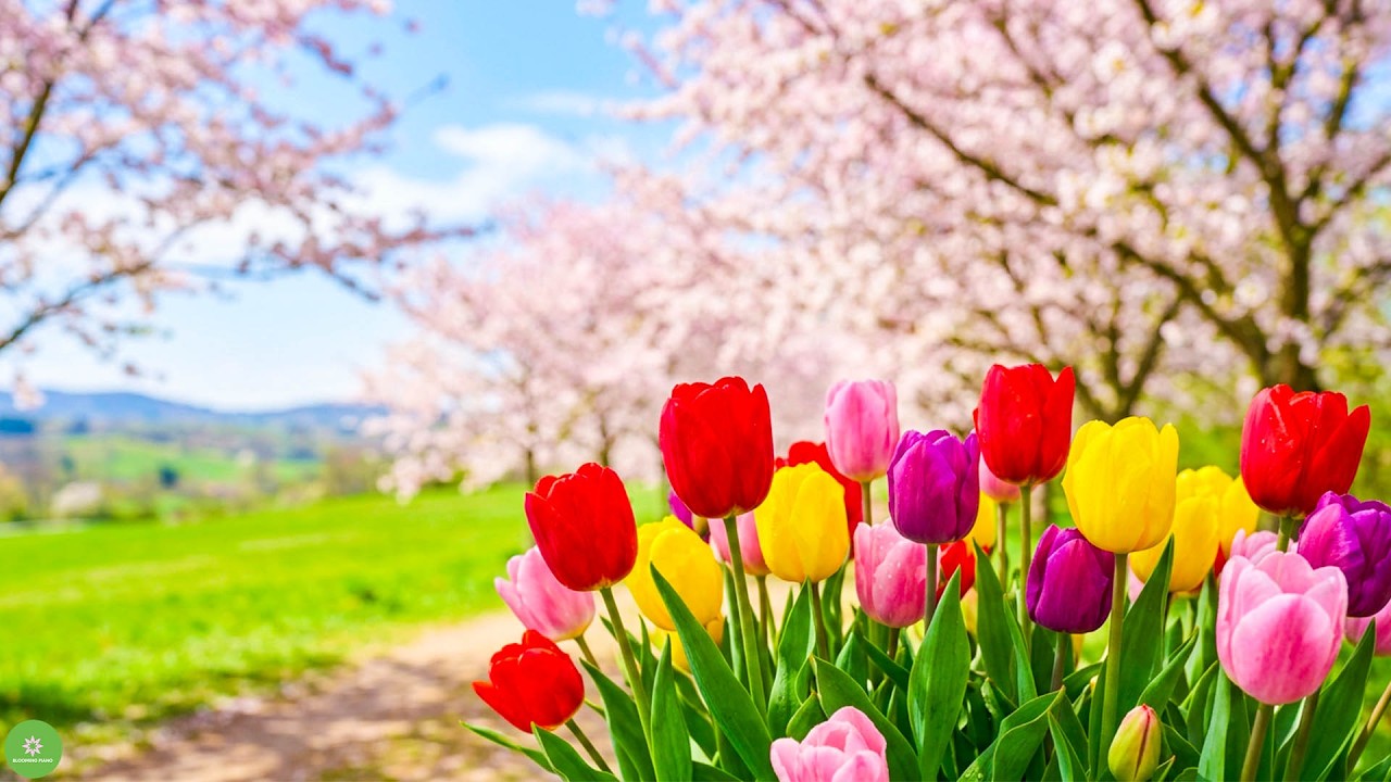 Healing Spring Music🌿Greatest Music for Stress Reduction & Peaceful Mind, Stop Overthinking